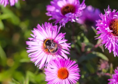 Sonbahar bahçesindeki süs çiçekleri. Mor paskalya bitkileri.