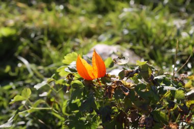 Kırmızı fizsalis yakın plan. Çin feneri, Japon feneri, böğürtlen. Tıbbi tesis.