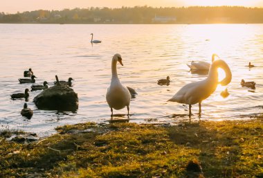 Letonya 'da sonbahar günbatımında nehir kıyısında kuğular ve ördekler..