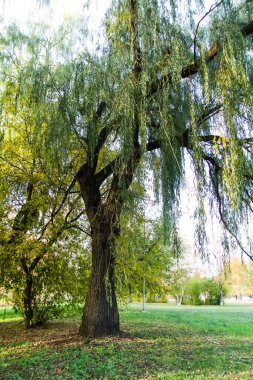 Manzaralı doğa manzarası. Letonya 'da sonbahar manzarası.