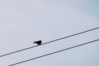Kuş elektrik kesesinde oturuyor.