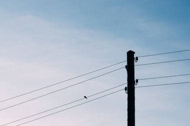 Kuş elektrik kesesinde oturuyor.