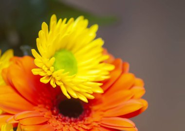 Parlak, güzel, taze çiçeklerin bileşimi.