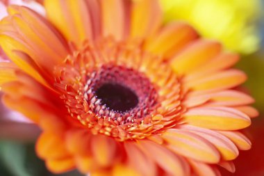 Parlak, güzel, taze çiçeklerin bileşimi.