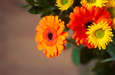 Parlak, güzel, taze çiçeklerin bileşimi.