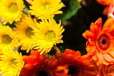 Parlak, güzel, taze çiçeklerin bileşimi.