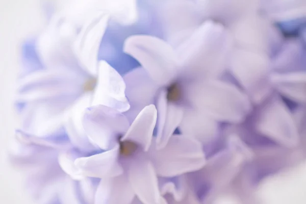 Фиолетовый Ароматный Гиацинтовый Цветок Полном Цвету Стоковое Фото