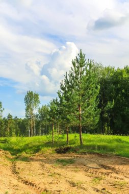 Yeşil tarlaları ve mavi gökyüzü olan kırsal alan. Letonya, Avrupa 'da yaz doğa detayları.