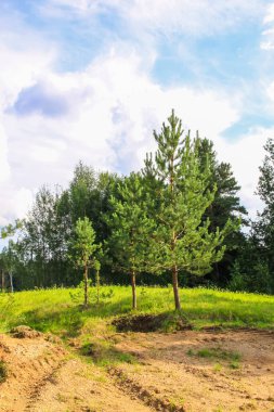 Yeşil tarlaları ve mavi gökyüzü olan kırsal alan. Letonya, Avrupa 'da yaz doğa detayları.