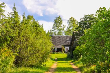 Yeşil tarlaları ve mavi gökyüzü olan kırsal alan. Letonya, Avrupa 'da yaz doğa detayları.