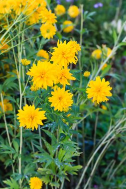 Rudbeckia laciniata altın top bahçe çiçekleri.