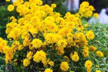 Rudbeckia laciniata altın top bahçe çiçekleri.