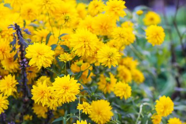 Rudbeckia laciniata altın top bahçe çiçekleri.