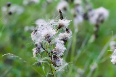 Tarlada güzel pofuduk devedikeni bitkileri.