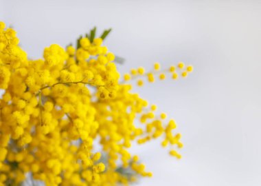 Sarı mimoza çiçekleri. Bahar zamanı çiçek arkaplanı.