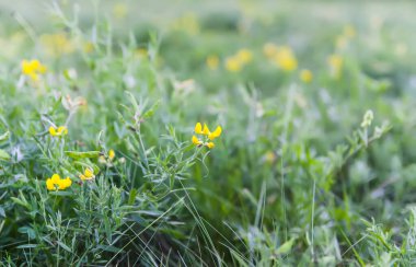 Yeşil çimenli ve kır çiçekli çayır.