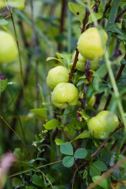Çalılıklarda yeşil kiraz erikleri.