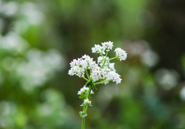 Kırsal alanda beyaz yabani çiçekler.