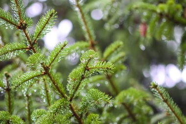 Köknar ağacının yeşil dalları. Yaz ormanında kozalaklı ağaç.