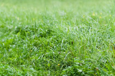 Yaz günü yeşil çimenli çayır.