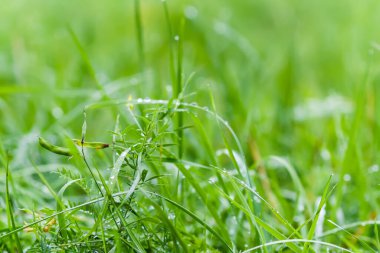 Yaz günü yeşil çimenli çayır.