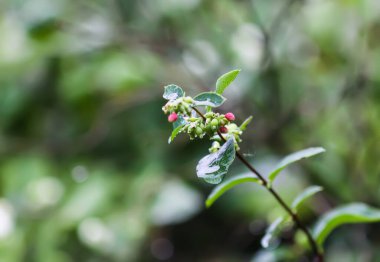 Böğürtlen çalılığında beyaz meyveler. Dekoratif bahçe bitkisi.