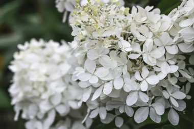 Ortanca bitkisinin beyaz güzel çiçekleri. Bir parkta ya da bahçede açık hava dekoru..