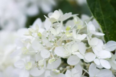 Ortanca bitkisinin beyaz güzel çiçekleri. Bir parkta ya da bahçede açık hava dekoru..