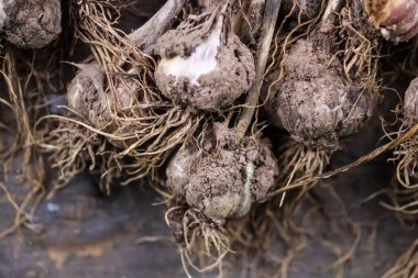 Bir demet olgun organik sarımsak yakın plan..