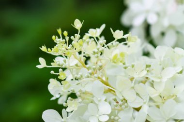 Ortanca bitkisinin beyaz güzel çiçekleri. Bir parkta ya da bahçede açık hava dekoru..