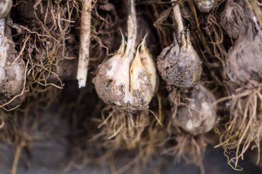 Bir demet olgun organik sarımsak yakın plan..