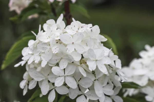 White beautiful flowers of the Hydrangea plant. Outdoor decor in a park or garden.