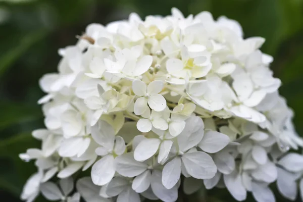 White beautiful flowers of the Hydrangea plant. Outdoor decor in a park or garden.