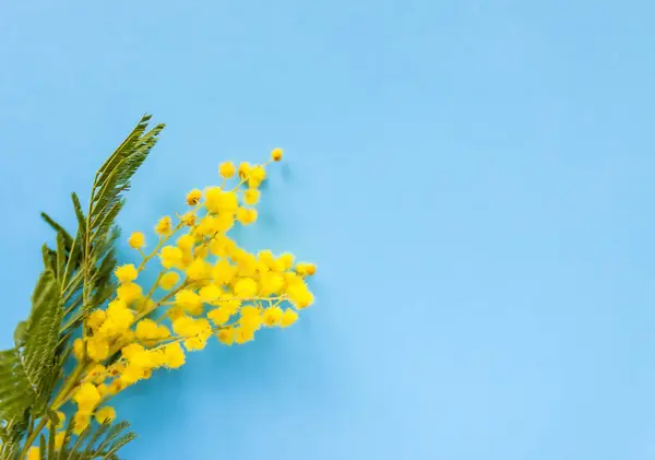 Żółte Kwiaty Mimozy Wiosenne Tło Kwiatowe — Zdjęcie stockowe