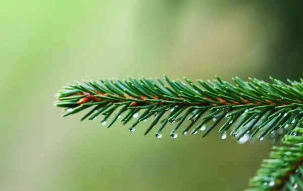 Wet Green Branches Fir Tree Close Coniferous Tree Summer Forest — Stock Photo, Image