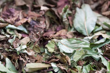 Bitki çayı ve homeopatik tedavi için tıbbi bitkiler. Kiraz ağacının kurumuş yaprakları.