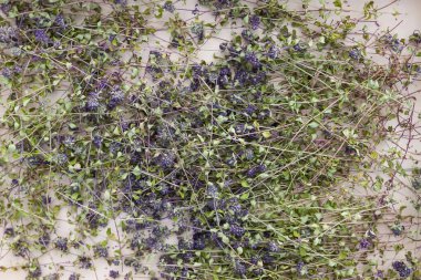 Bitki çayı ve homeopatik tedavi için tıbbi bitkiler. Kekik bitkilerini çevre dostu paketle kurutmak.