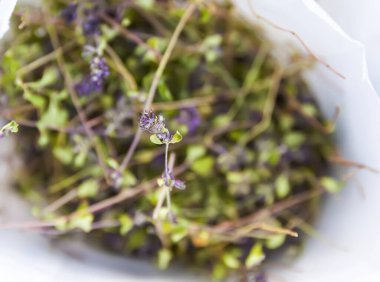 Bitki çayı ve homeopatik tedavi için tıbbi bitkiler. Kekik bitkilerini çevre dostu paketle kurutmak.