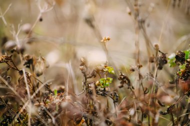 Bir sonbahar günü doğa arka planında bitkiler. Doğada mevsim değişimi.