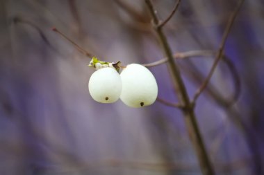 Beyaz kar çileği. Böğürtlenli Symphoricarpos Albus fabrikası. Parklar ve bahçeler için dekoratif çalılar.