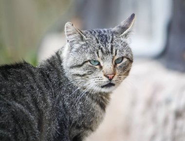 Evcil kedi dışarıda. Dost canlısı bir hayvan portresi..