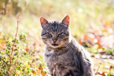 Evcil kedi dışarıda. Dost canlısı bir hayvan portresi..