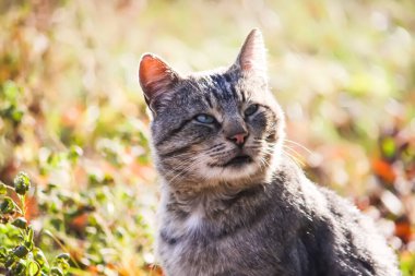 Evcil kedi dışarıda. Dost canlısı bir hayvan portresi..