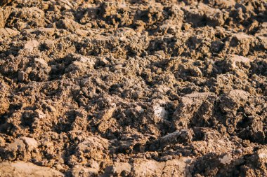 Toprak ekip biçmek için. Sürtünmüş tarla.