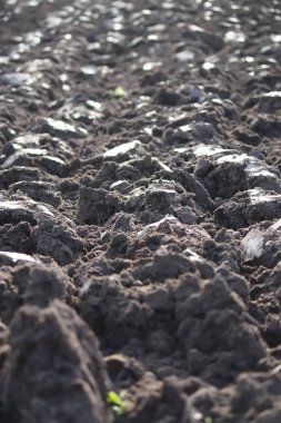 Toprak ekip biçmek için. Sürtünmüş tarla.