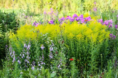 Güzel yaz çiçekleri olan çok renkli çiçek tarhı.