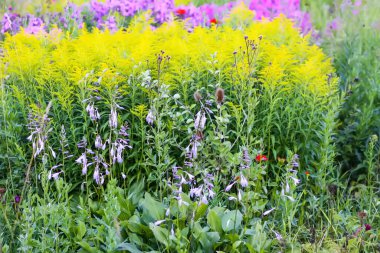 Güzel yaz çiçekleri olan çok renkli çiçek tarhı.