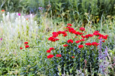 Güzel yaz çiçekleri olan çok renkli çiçek tarhı.