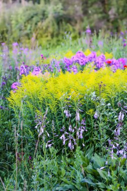 Güzel yaz çiçekleri olan çok renkli çiçek tarhı.