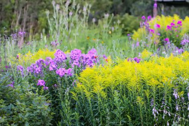 Güzel yaz çiçekleri olan çok renkli çiçek tarhı.